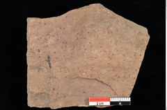 Foto (Detailansicht) von Chana parschlugiana Ettingshausen (NHMW-GEO-2024-0188-0102)